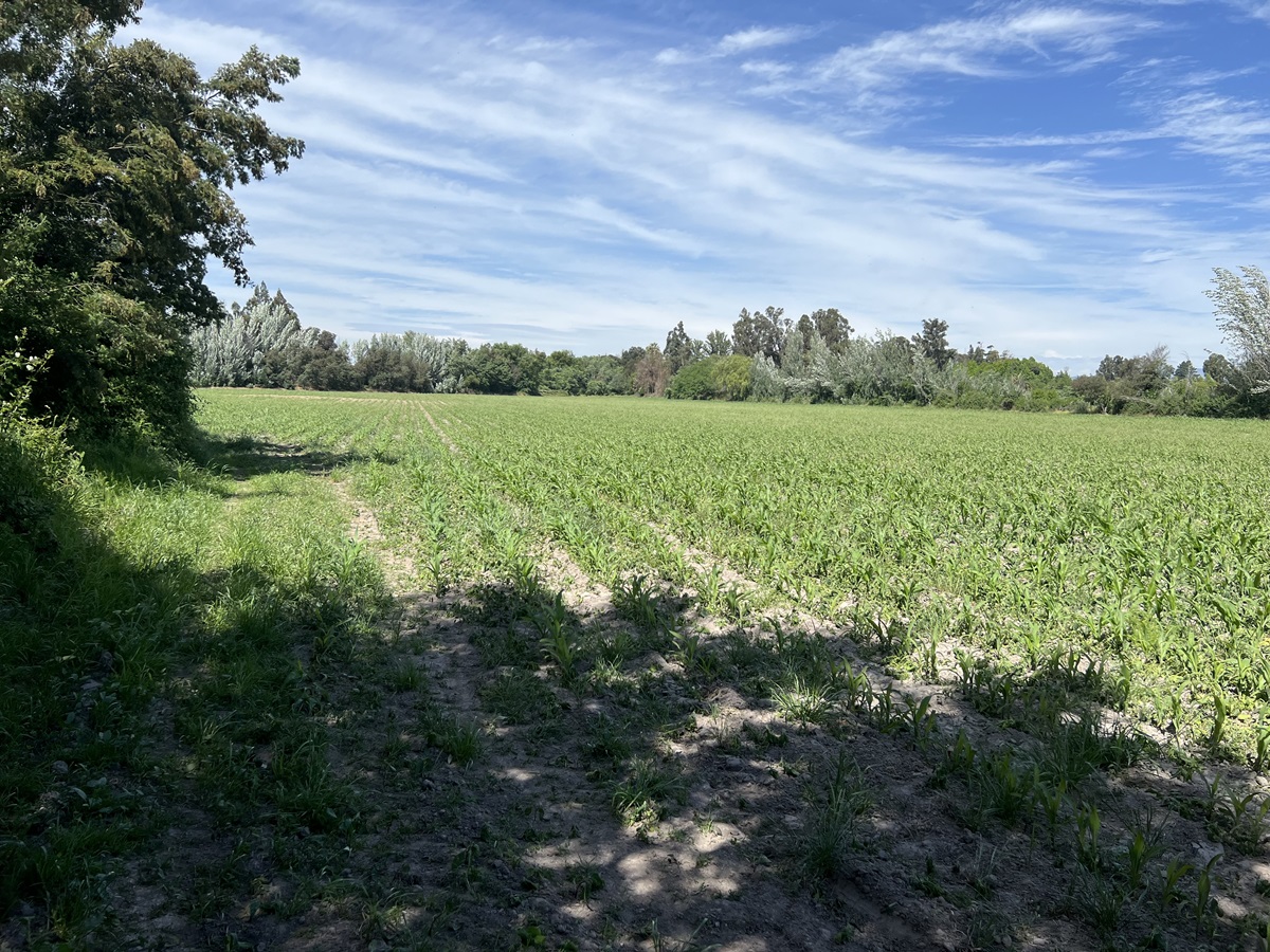 Parcela Agrícola Peralillo