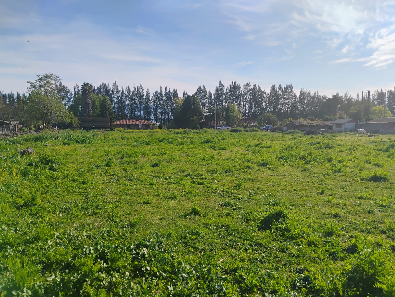 SE VENDE TERRENO 7900 mts2, EN PEUMO, SECTOR LA ESPERANZA, 60 METROS FRENTE A CARRETERA DE LA FRUTA